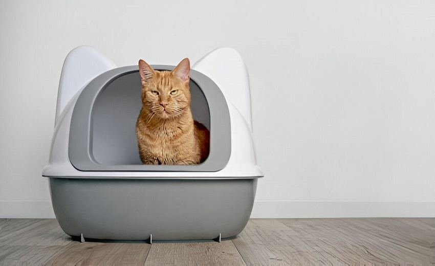 DIY Cleaners For Cat Pee