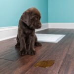 How to clean dog pee from wood floors DIY guide