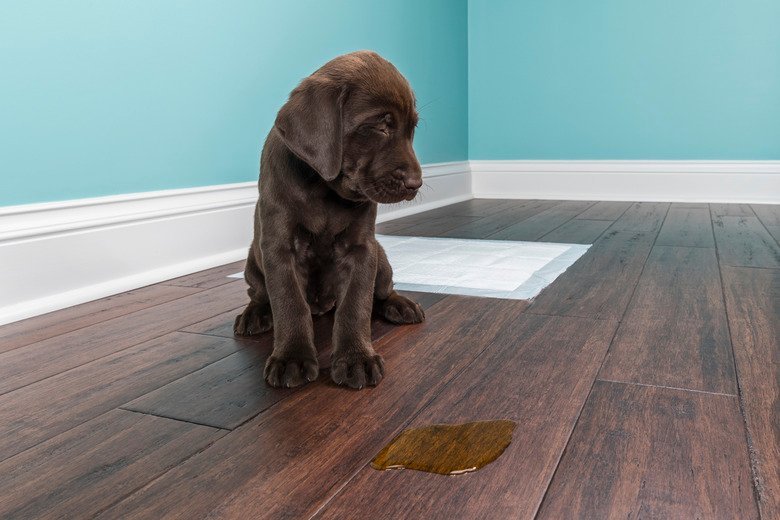 How to clean dog pee from wood floors DIY guide