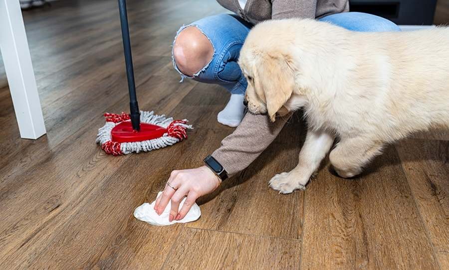 remove dog pee from Vinegar Damp Wipe